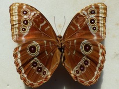 Morpho helenor peleides