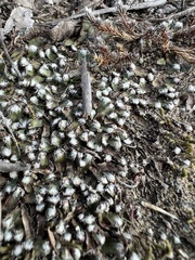 Mannia fragrans