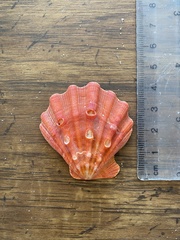 Nodipecten nodosus