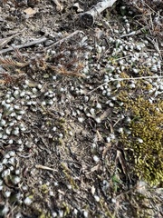 Mannia fragrans