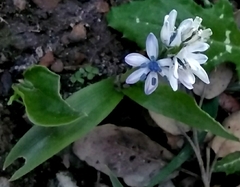 Hyacinthoides aristidis