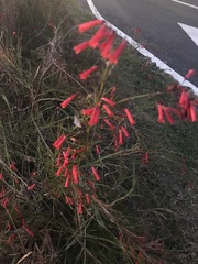 Russelia equisetiformis