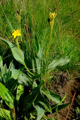 Hypoxis costata