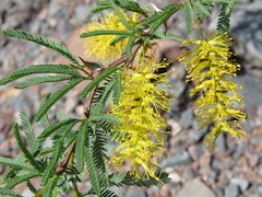 Prosopis torquata