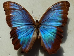 Morpho helenor peleides