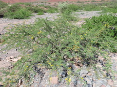 Prosopis torquata