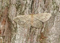 Idaea subsaturata