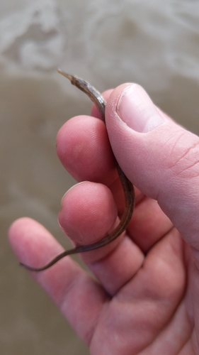 Pelagic pipefish (Syngnathus pelagicus) — Syngnathidae — 2