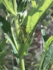 Hylobittacus apicalis