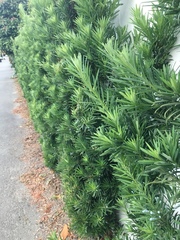 Podocarpus