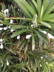 Podocarpus