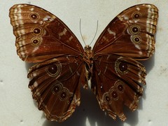 Morpho helenor peleides