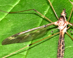 Tipula borealis