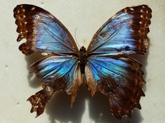 Morpho deidamia granadensis