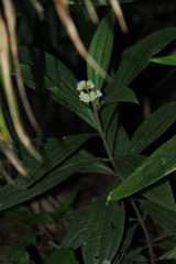 Miconia melastomoides