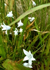 Wahlenbergia grandiflora
