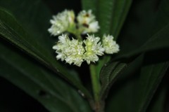 Miconia melastomoides