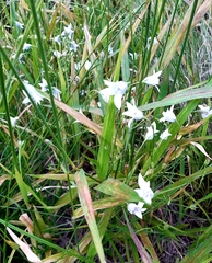 Wahlenbergia grandiflora
