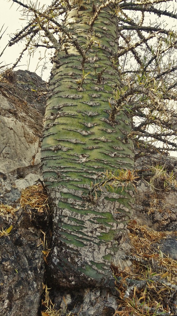 Fouquieria purpusii