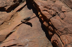 Colluricincla harmonica