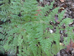 Hypolepis millefolium