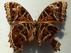Morpho deidamia granadensis