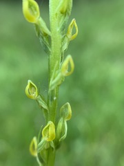 Platanthera yosemitensis