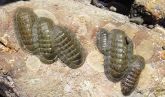 Chitonoidea