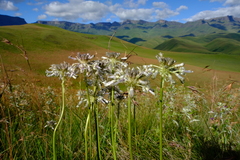 Drimia sphaerocephala