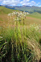 Drimia sphaerocephala