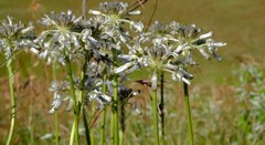 Drimia sphaerocephala