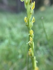 Platanthera yosemitensis
