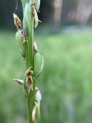 Platanthera yosemitensis