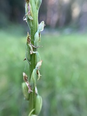 Platanthera yosemitensis