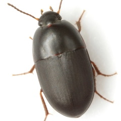 Gondwanocrypticus platensis