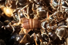 Myrmecophilus fuscus