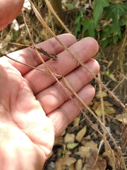 Chaerophyllum nodosum