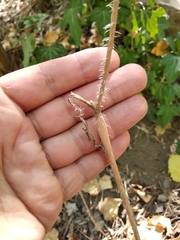 Chaerophyllum nodosum