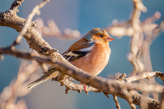 Fringilla coelebs