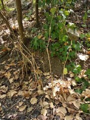 Chaerophyllum nodosum