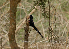 Phoeniculus purpureus