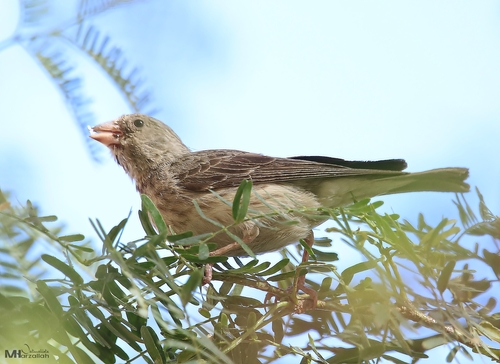 White-rumped Seedeater (Crithagra leucopygia), photo 6