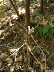 Chaerophyllum nodosum