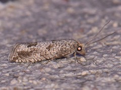 Pelochrista consobrinana