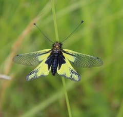 Libelloides coccajus