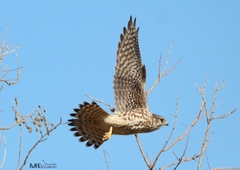 Falco columbarius