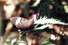 Nessaea hewitsonii