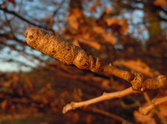Pseudoneuroterus macropterus