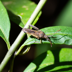 Meropachyini