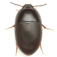 Gondwanocrypticus platensis